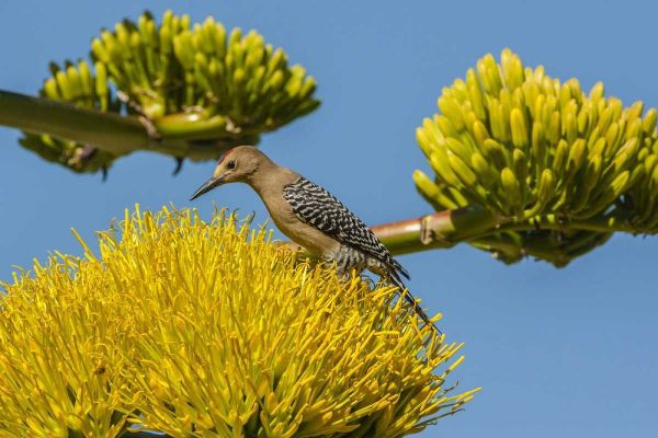 AZ, Sonoran Desert Male Gila woodpecker